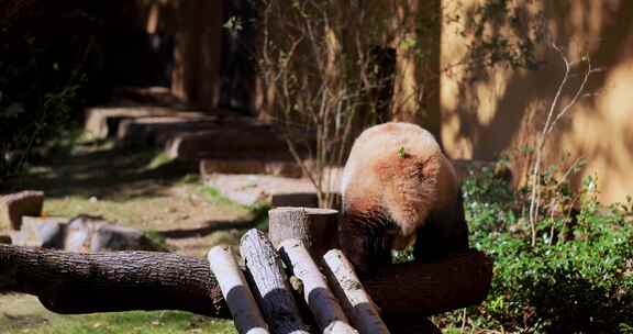 国宝大熊猫实拍