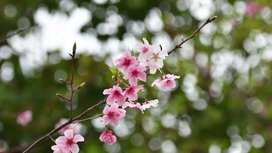 春日里盛开的山樱花