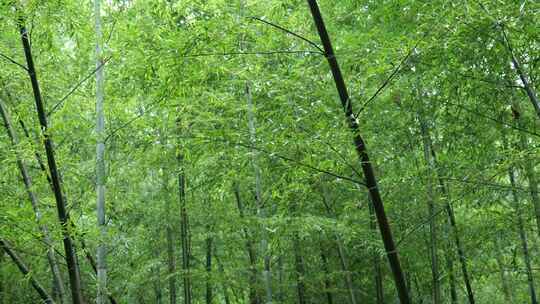 竹林竹叶禅意下雨天唯美空镜