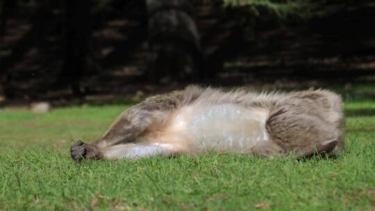 懒猴在草地上休息
