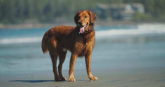 狗，金毛猎犬，犬，宠物