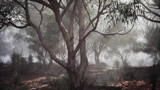 树木参天的茂密迷雾森林景观视频素材模板下载