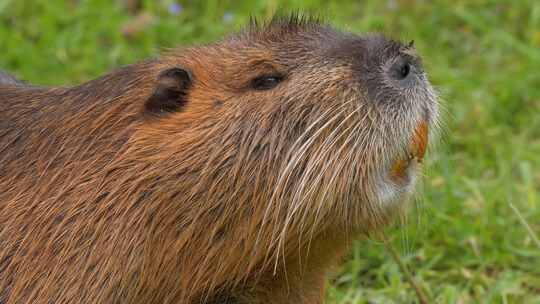 海狸鼠、食草动物、Coypu、啮齿动物