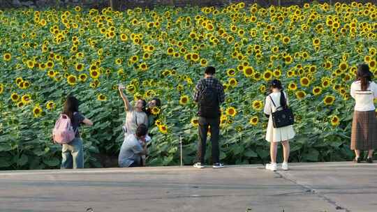 中国广东省广州市南沙横沥镇向日葵