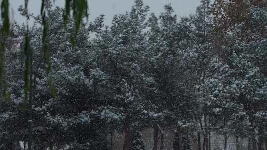 雪落在树上