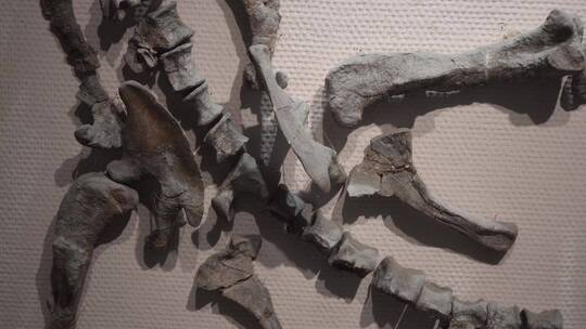 博物馆展出恐龙化石视频素材模板下载