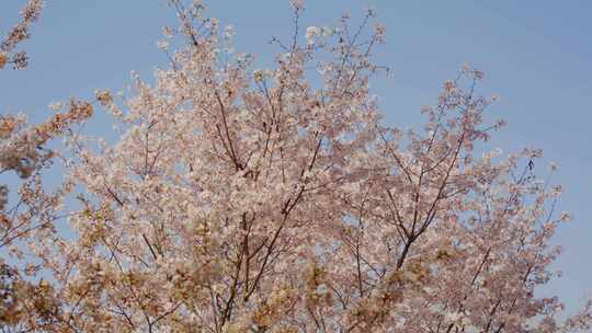 春暖花开