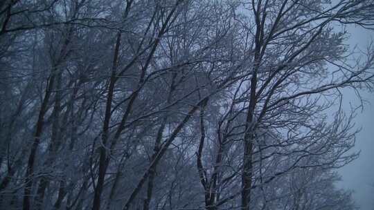 航拍特写被大雪覆盖的森林鹅毛大雪雾凇