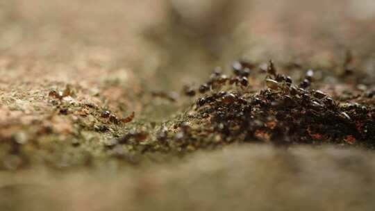 微观世界蚂蚁视频素材模板下载