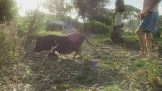 女孩和小猪走在草地上