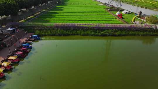 中国绿色农业批量化种植现代种植绿色生产