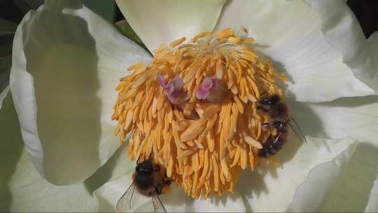 蜜蜂在花蕊上辛勤的采蜜