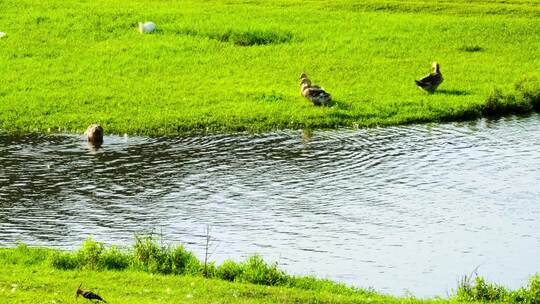 4K拍摄农场草地上觅食的鸭子