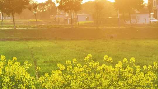 航拍夕阳油菜花农村三轮电动车行驶田野