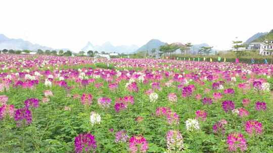 乡村醉蝶花海  老年人花海中跳舞休闲航拍