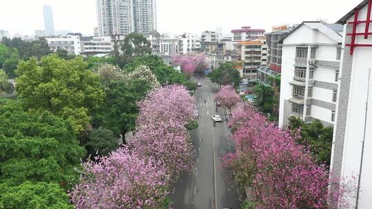 航拍国内柳州市紫荆花