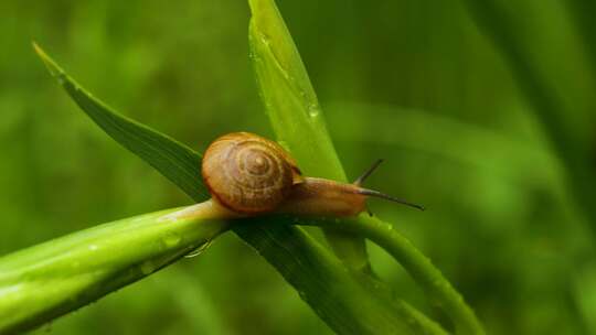 阴雨天爬行的蜗牛微距拍摄微生物自然