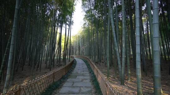 杭州西湖景区植物园