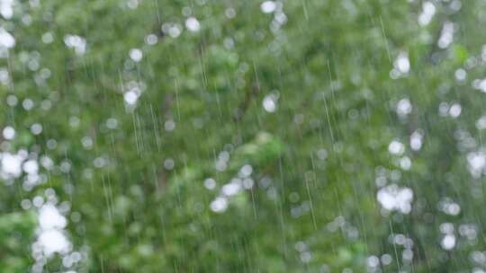 春天下雨雨滴绿色树木背景