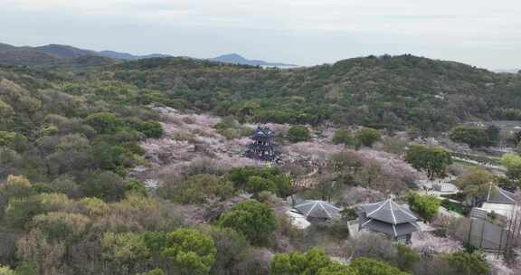 无锡鼋头渚樱花盛开满目樱花