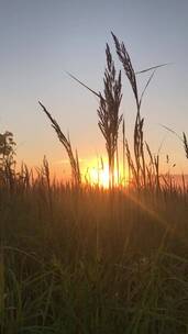 日落时分的小麦