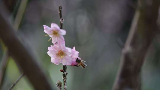 蜜蜂在梅花花朵上采蜜