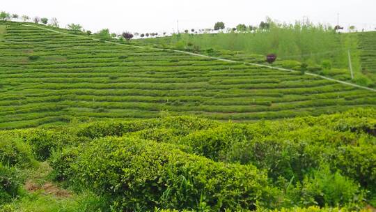 茶园素材