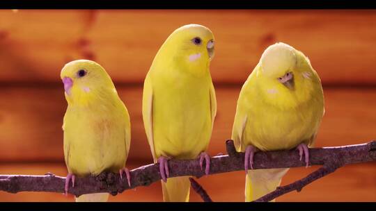 三只黄色的鹦鹉在枝头小鸟