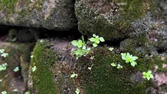 风景古城砖缝绿色植物生命希望