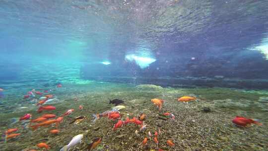 济南趵突泉水下锦鲤鱼群