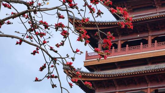 春风中摇曳的木棉花和古建筑