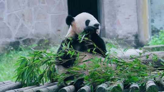 大熊猫吃竹子莽仔