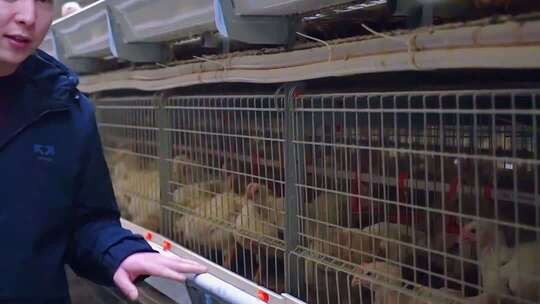 高清现代化养殖