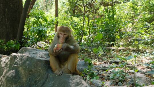桂林七星公园野生的猴子视频素材模板下载