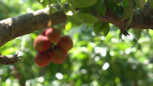 荔枝 果树 离枝 水果