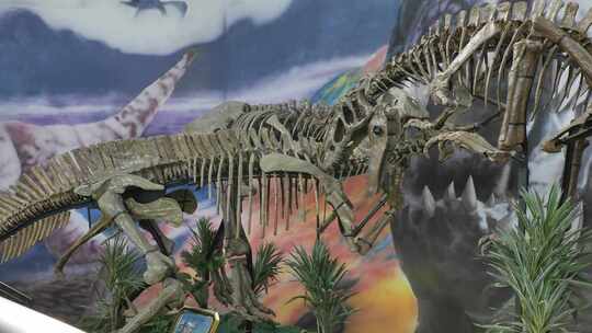 恐龙相关 暴龙 恐龙世界 恐龙化石 恐龙王国