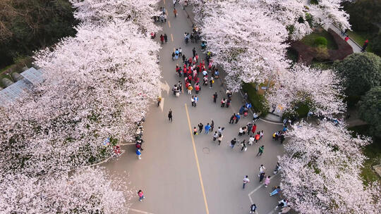 航拍武汉大学春天花季盛开的樱花