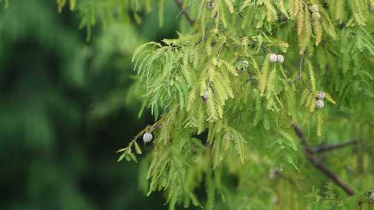 秋天白露节气水杉树上结满果实