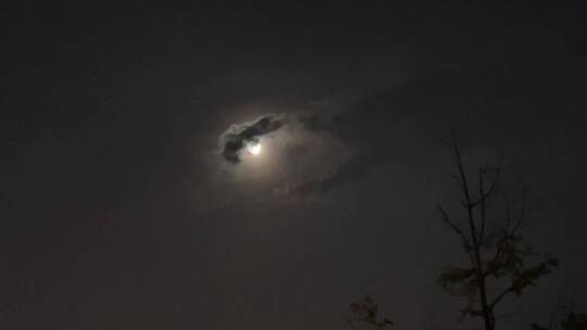 深夜树木云雾月亮视频素材模板下载
