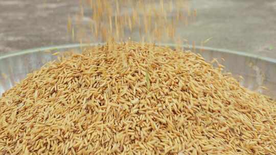 稻谷稻穗水稻丰收