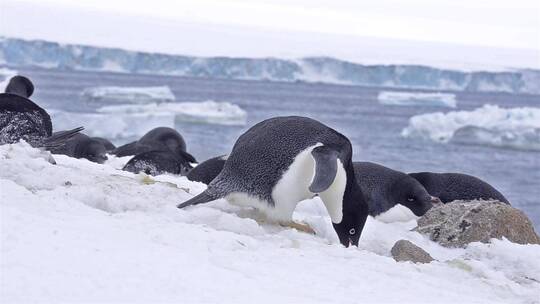 企鹅在南极洲的雪中筑巢视频素材模板下载