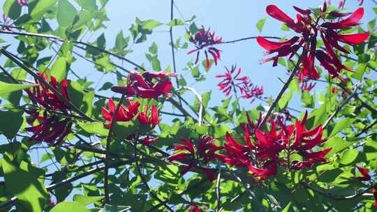 龙牙花牙花花朵花象牙红龙芽花