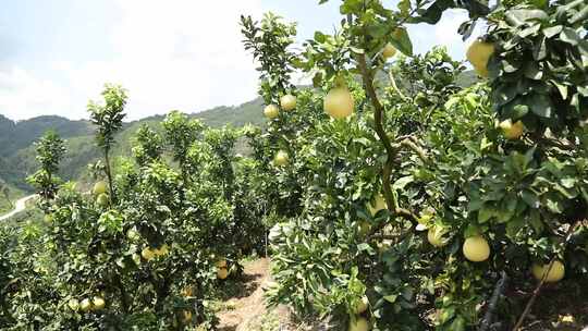 金柚丰收密柚种植基地