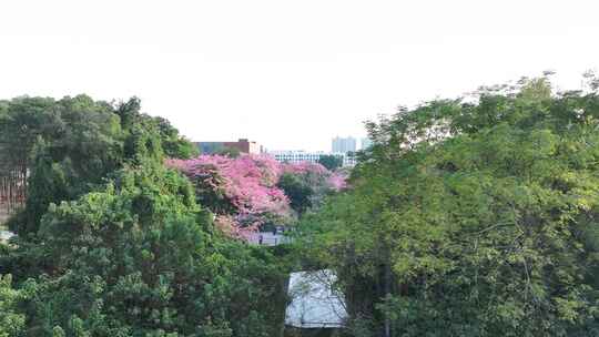 中国广东省广州市从化区华软异木棉