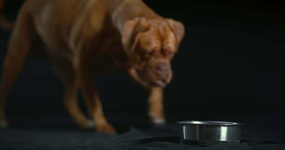 Dogue De Bordeaux，狗，