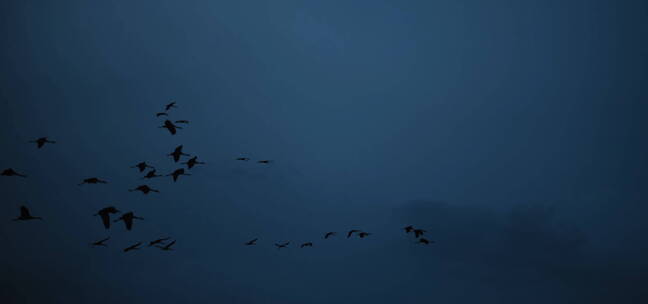 鸟类鸟群群鸟海鸥迁徙候鸟展翅翅膀飞翔起飞
