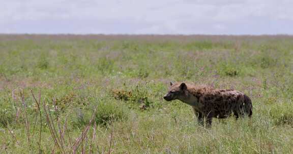 坦桑尼亚塞伦盖蒂平原拾荒者鬣狗