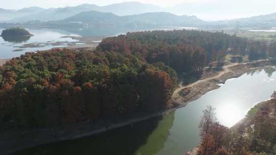 宁波四明水库秋天水杉林航拍合集视频素材模板下载