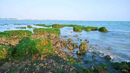 湛江海边退潮后的礁石海浪与绿色海草苔藓