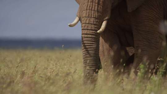 大象，哺乳动物，草原，非洲
